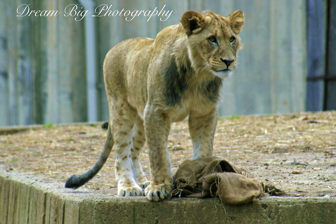 Lioness Lioness at play Lion,Panthera leo