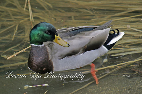 Mallard Duck Just taking a relaxing swim on a wonderful day. Anas platyrhynchos,Mallard