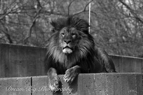 Lion Male Lion watching over his pride Lion,Panthera leo,lion