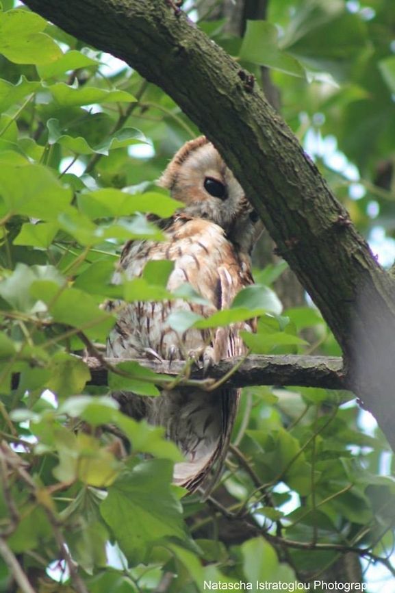 Male Tawny Owl Woodlands,<br />
Preston,<br />
29/03/2014 Strix aluco,Tawny  Owl
