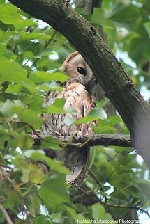 Male Tawny Owl Woodlands,
Preston,
29/03/2014 Strix aluco,Tawny  Owl