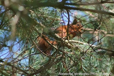 Red Squirrel Bedlington Woodlands,
Northumberland,
19/04/2014 Red Squirrel,Sciurus vulgaris
