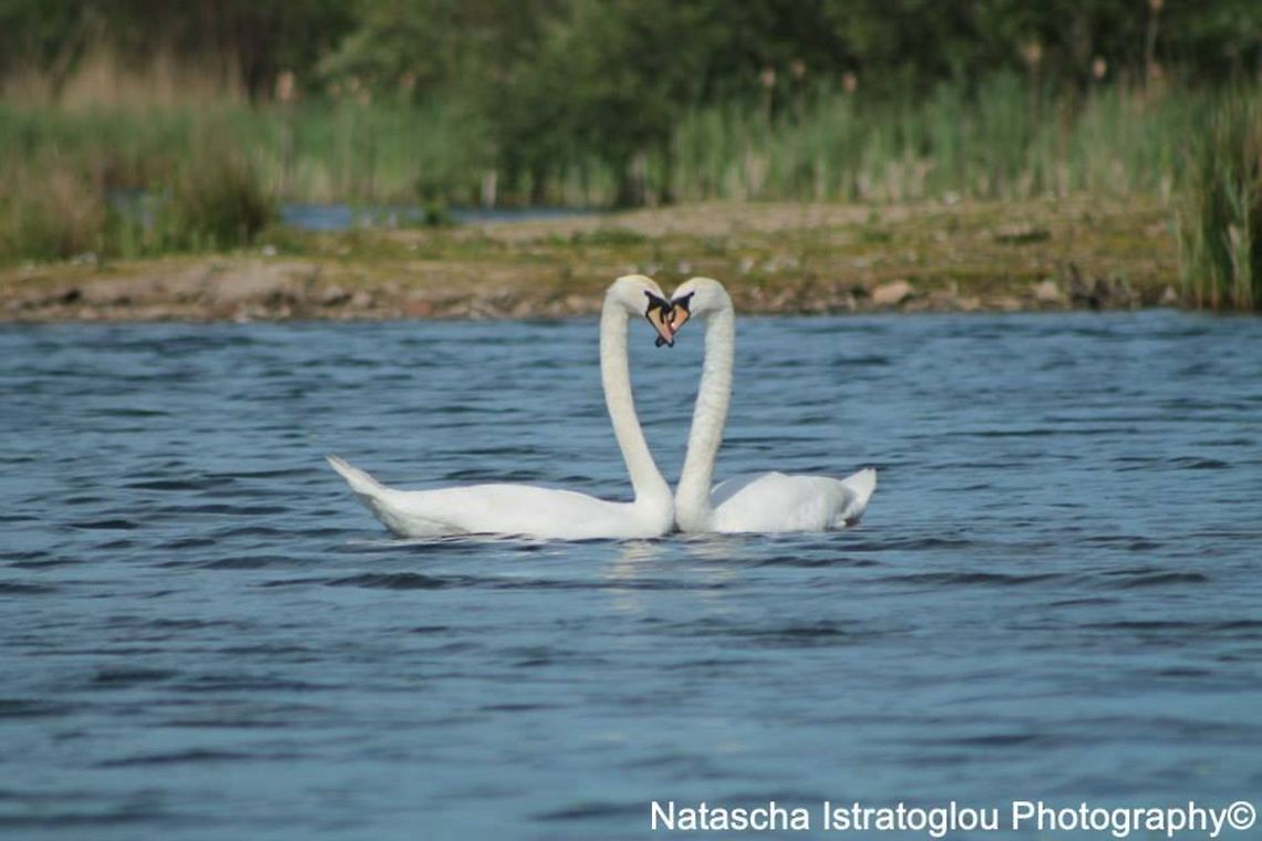 Swan Love Brockholes Nature Reserve,<br />
Preston,<br />
17/05/2014 Cygnus olor,Mute Swan