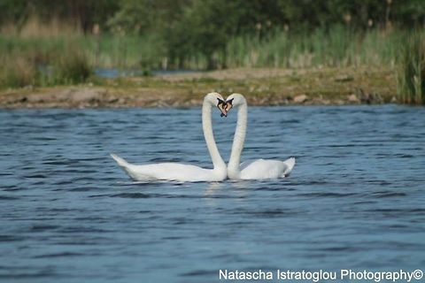 Swan Love Brockholes Nature Reserve,
Preston,
17/05/2014 Cygnus olor,Mute Swan
