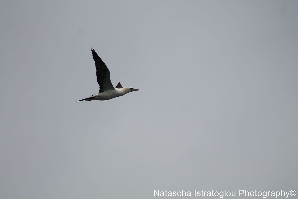 Gannet Farne Islands,<br />
Northumberland,<br />
14/06/2014 Morus bassanus,Northern Gannet