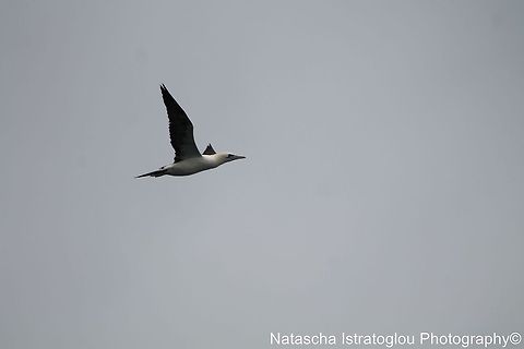 Gannet Farne Islands,
Northumberland,
14/06/2014 Morus bassanus,Northern Gannet