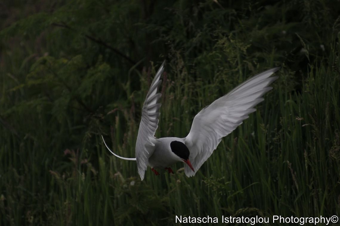 Arctic Tern Farne Islands,<br />
Northumberland,<br />
14/06/2014 Arctic tern,Sterna paradisaea