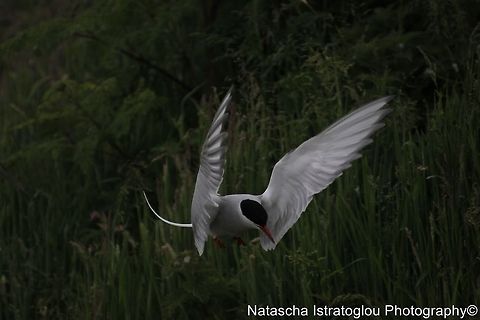 Arctic Tern Farne Islands,
Northumberland,
14/06/2014 Arctic tern,Sterna paradisaea