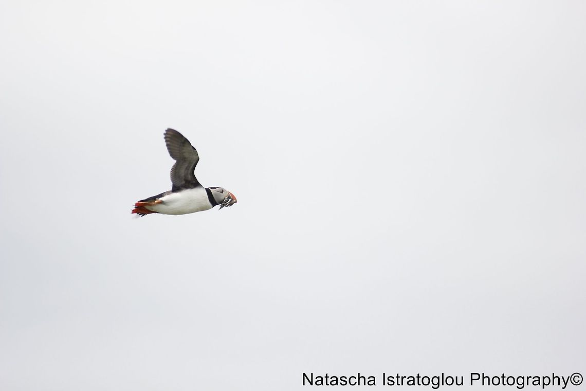 Puffin Farne Islands,<br />
Northumberland,<br />
14/06/2014 Atlantic Puffin,Fratercula arctica