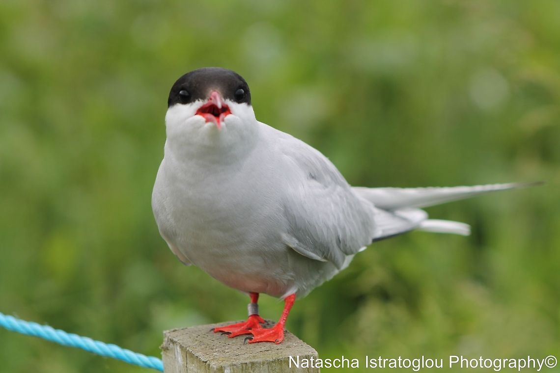 Arctic Tern Farne Islands,<br />
Northumberland,<br />
14/06/2014 Arctic tern,Sterna paradisaea