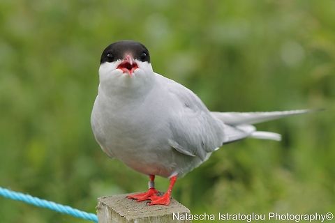 Arctic Tern Farne Islands,
Northumberland,
14/06/2014 Arctic tern,Sterna paradisaea
