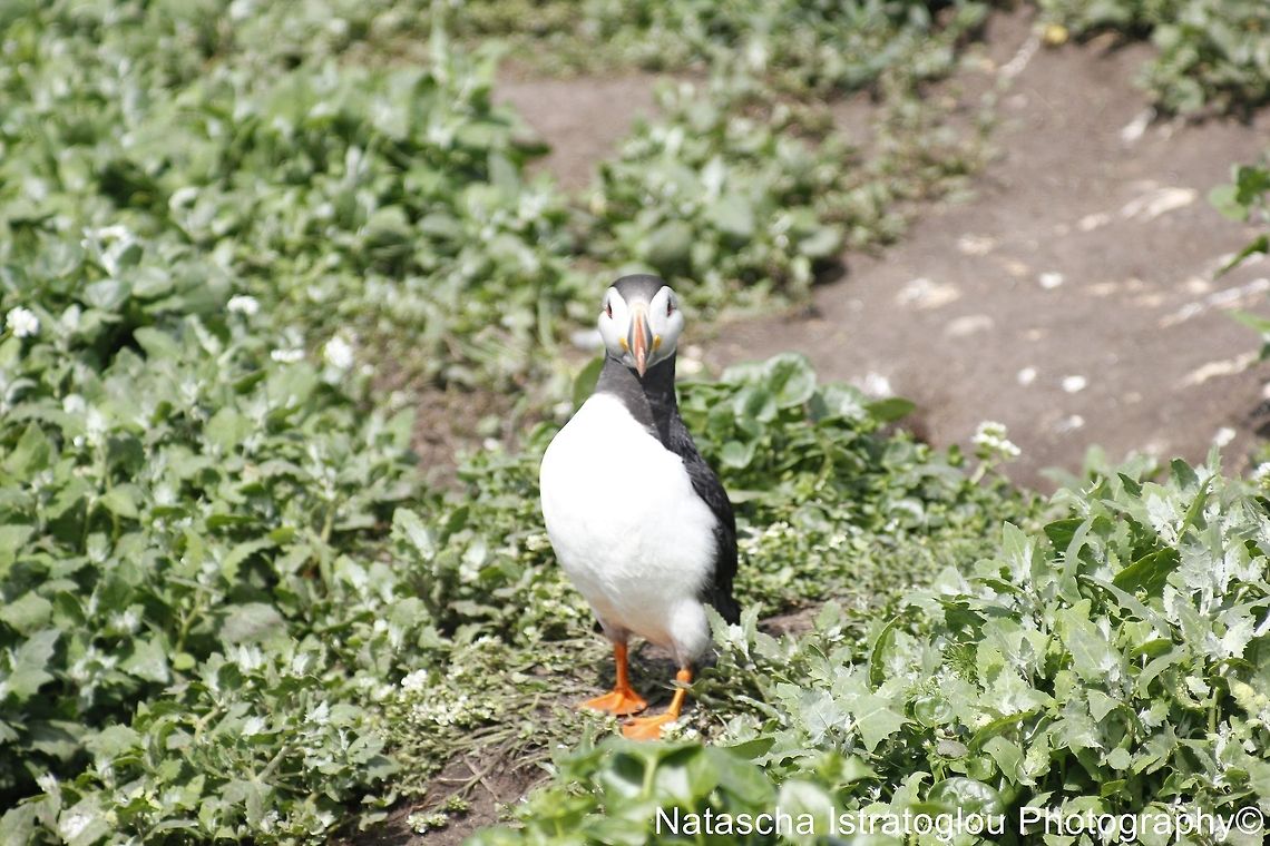 Puffin Farne Islands,<br />
Northumberland,<br />
14/06/2014 Atlantic Puffin,Fratercula arctica