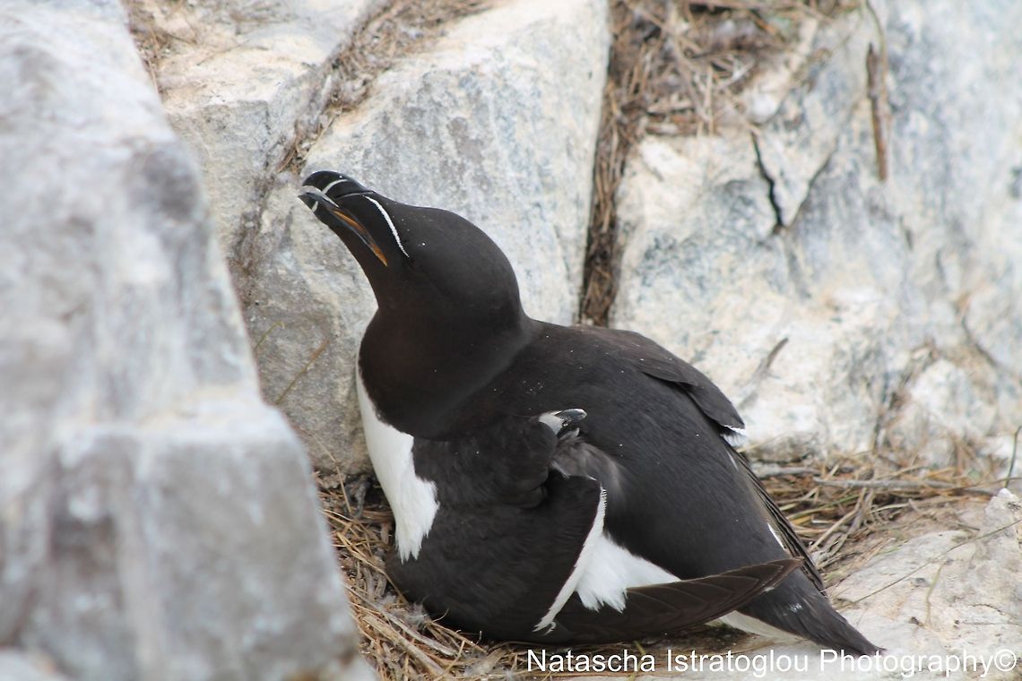 Razorbill and Chick Farne Islands,<br />
Northumberland,<br />
14/06/2014 Alca torda,Razorbill