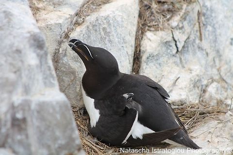 Razorbill and Chick Farne Islands,
Northumberland,
14/06/2014 Alca torda,Razorbill