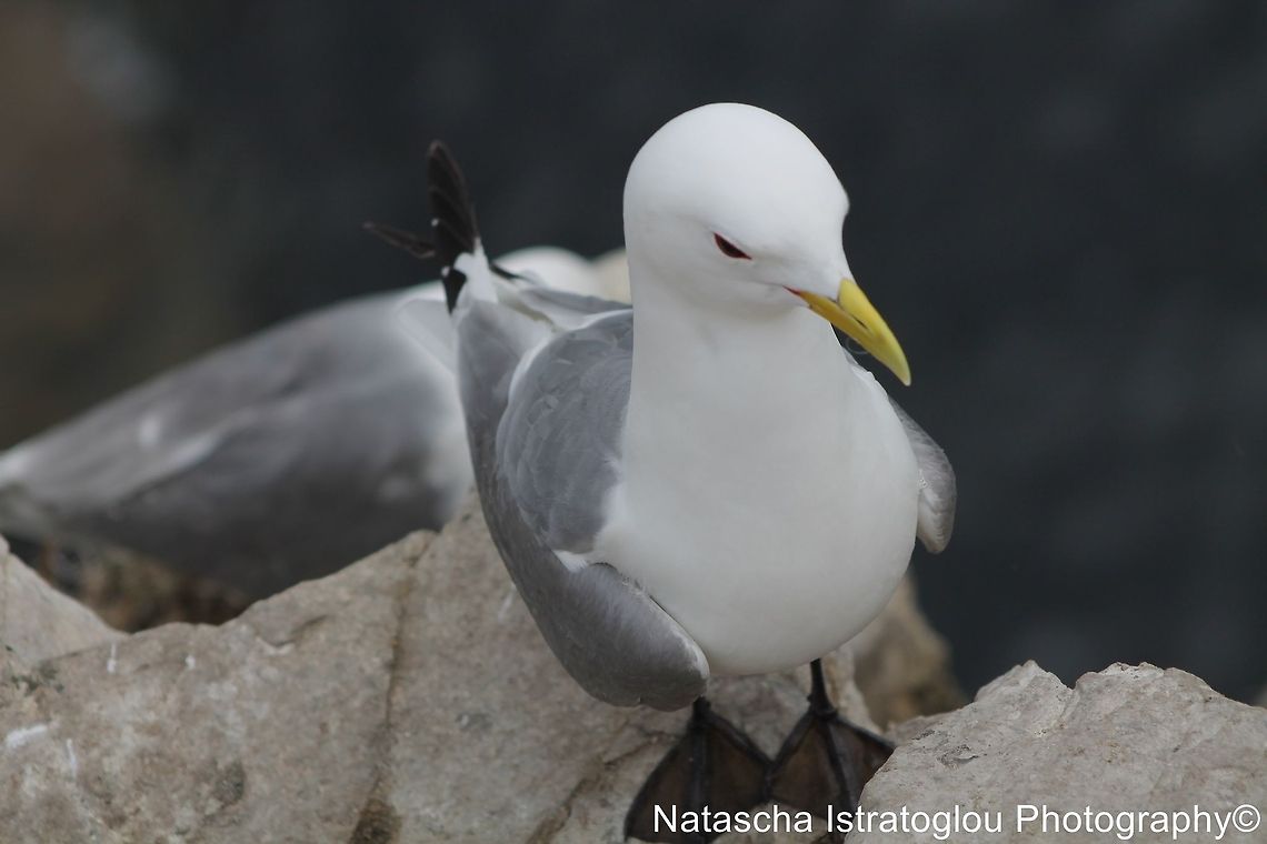 Kittiwake Farne Islands,<br />
Northumberand,<br />
14/06/2014 Black-legged kittiwake,Kittiwake,Rissa tridactyla
