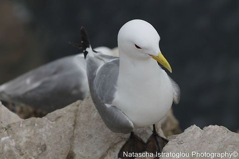 Kittiwake Farne Islands,
Northumberand,
14/06/2014 Black-legged kittiwake,Kittiwake,Rissa tridactyla