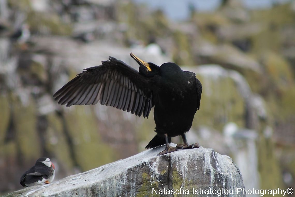 Shag Farne Islands,<br />
Northumberand,<br />
14/06/2014 European Shag