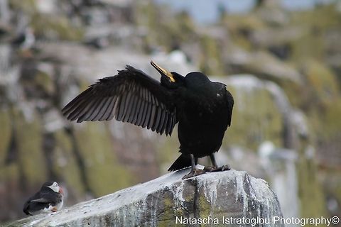 Shag Farne Islands,
Northumberand,
14/06/2014 European Shag