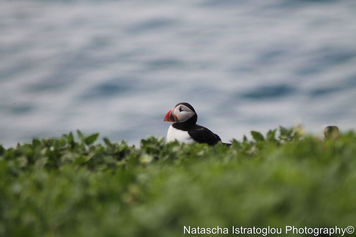 Puffin Farne Islands,<br />
Northumberand,<br />
14/06/2014 Atlantic Puffin,Fratercula arctica