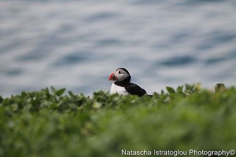 Puffin Farne Islands,
Northumberand,
14/06/2014 Atlantic Puffin,Fratercula arctica