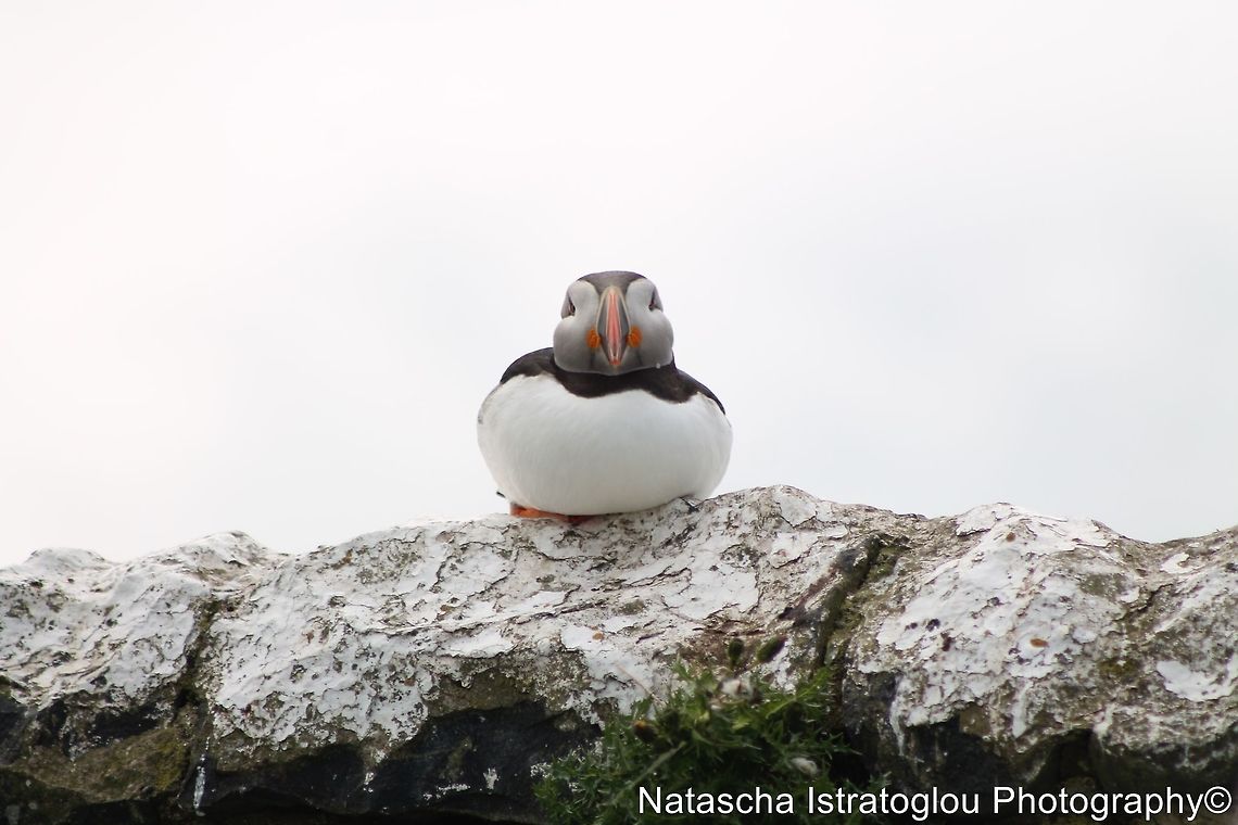 Puffin Farne Islands,<br />
Northumberand,<br />
14/06/2014 Atlantic Puffin,Fratercula arctica