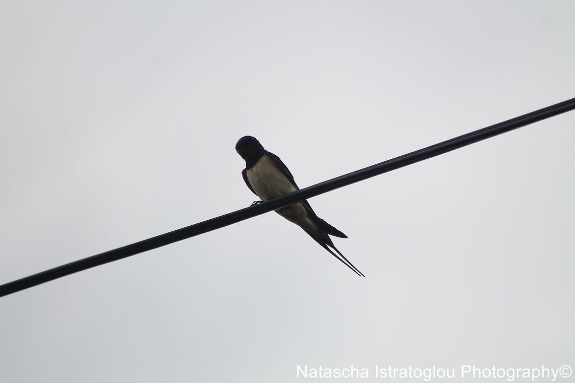 Swallow Cresswell Nature Reserve,<br />
Northumberland,<br />
21/06/2014 Swallow