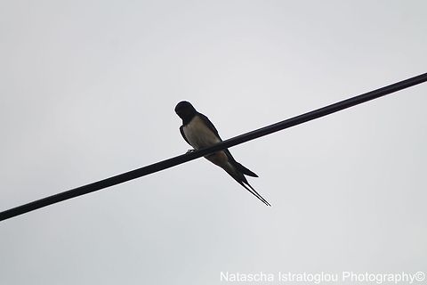 Swallow Cresswell Nature Reserve,
Northumberland,
21/06/2014 Swallow