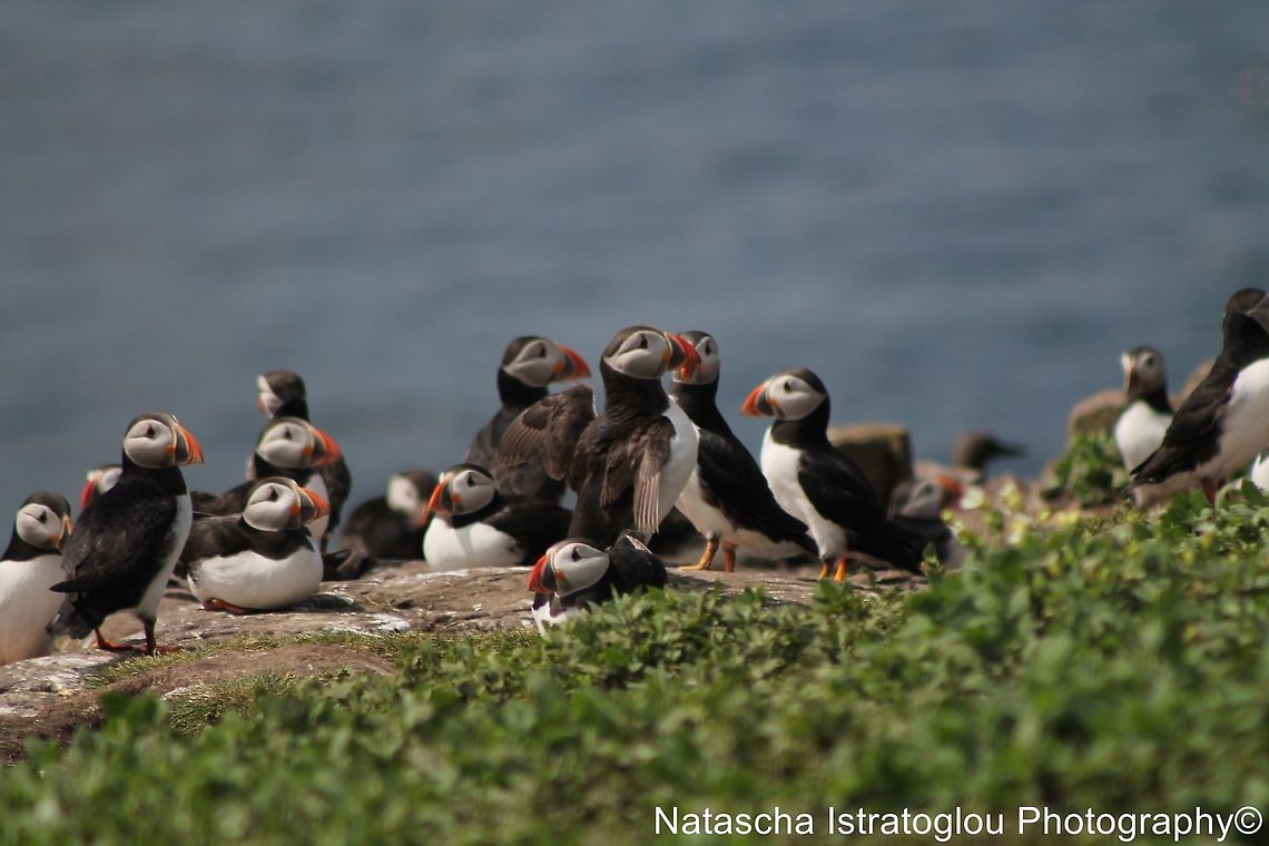 Puffin Colony Farne Islands,<br />
Northumberand,<br />
14/06/2014 Atlantic Puffin,Fratercula arctica