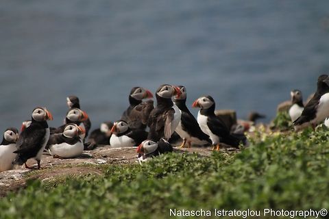 Puffin Colony Farne Islands,
Northumberand,
14/06/2014 Atlantic Puffin,Fratercula arctica