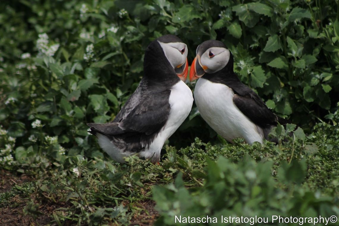 Puffin Mirroring Farne Islands,<br />
Northumberand,<br />
14/06/2014 Atlantic Puffin,Fratercula arctica