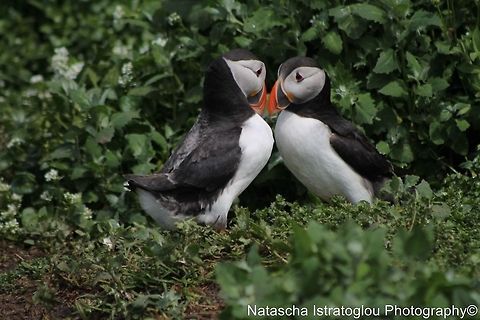 Puffin Mirroring Farne Islands,
Northumberand,
14/06/2014 Atlantic Puffin,Fratercula arctica