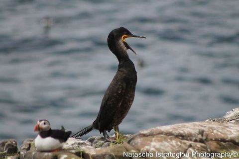 Shag Farne Islands,
Northumberand,
14/06/2014 European Shag,Phalacrocorax aristotelis