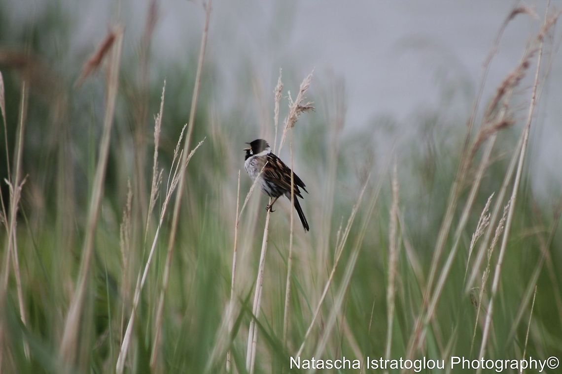 Reed Bunting Cresswell,<br />
Northumberand,<br />
21/06/2014 Common Reed Bunting,Emberiza schoeniclus