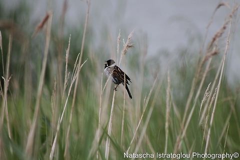 Reed Bunting Cresswell,
Northumberand,
21/06/2014 Common Reed Bunting,Emberiza schoeniclus