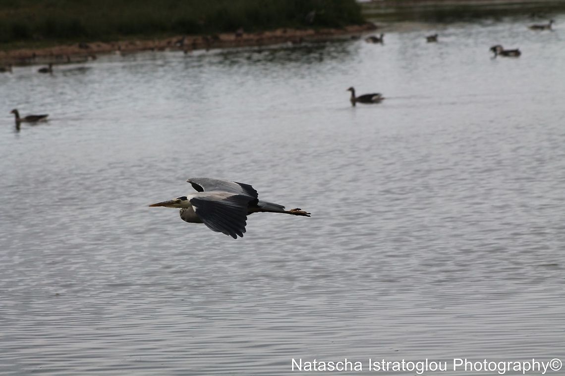 Heron Hauxley Nature Reserve,<br />
Northumberland,<br />
21/06/2014 Ardea cinerea,Grey Heron,Heron