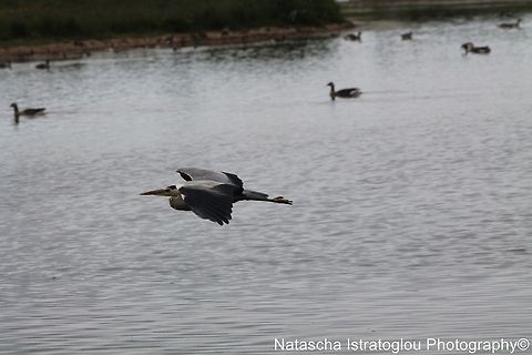 Heron Hauxley Nature Reserve,
Northumberland,
21/06/2014 Ardea cinerea,Grey Heron,Heron