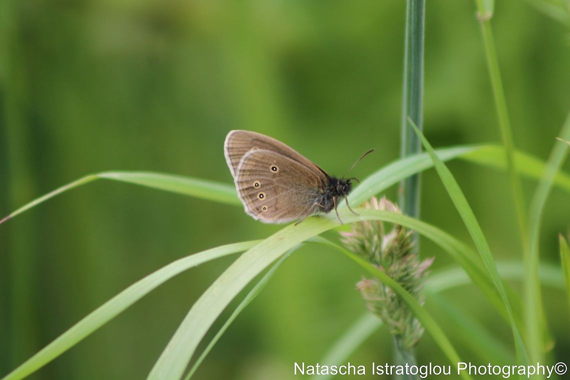 Ringlet Butterfly Hauxley Nature Reserve,<br />
Northumberland,<br />
21/06/2014 Aphantopus hyperantus,Ringlet