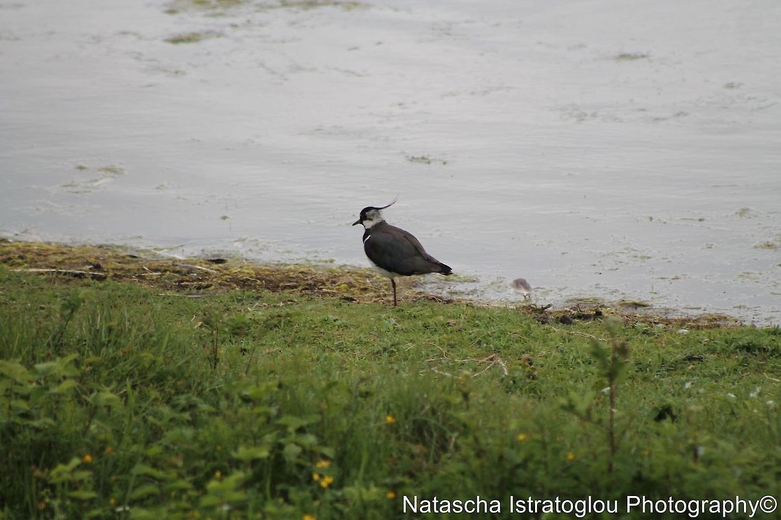 Lapwing Hauxley Nature Reserve,<br />
Northumberand,<br />
21/06/2014 Northern Lapwing,Vanellus vanellus
