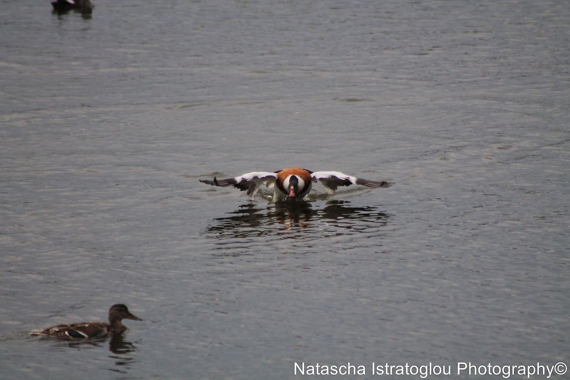 Shelduck Hauxley Nature Reserve,<br />
Northumberand,<br />
21/06/2014 Common Shelduck,Shelduck,Tadorna tadorna