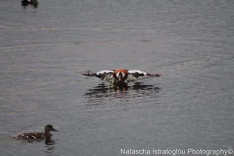 Shelduck Hauxley Nature Reserve,
Northumberand,
21/06/2014 Common Shelduck,Shelduck,Tadorna tadorna