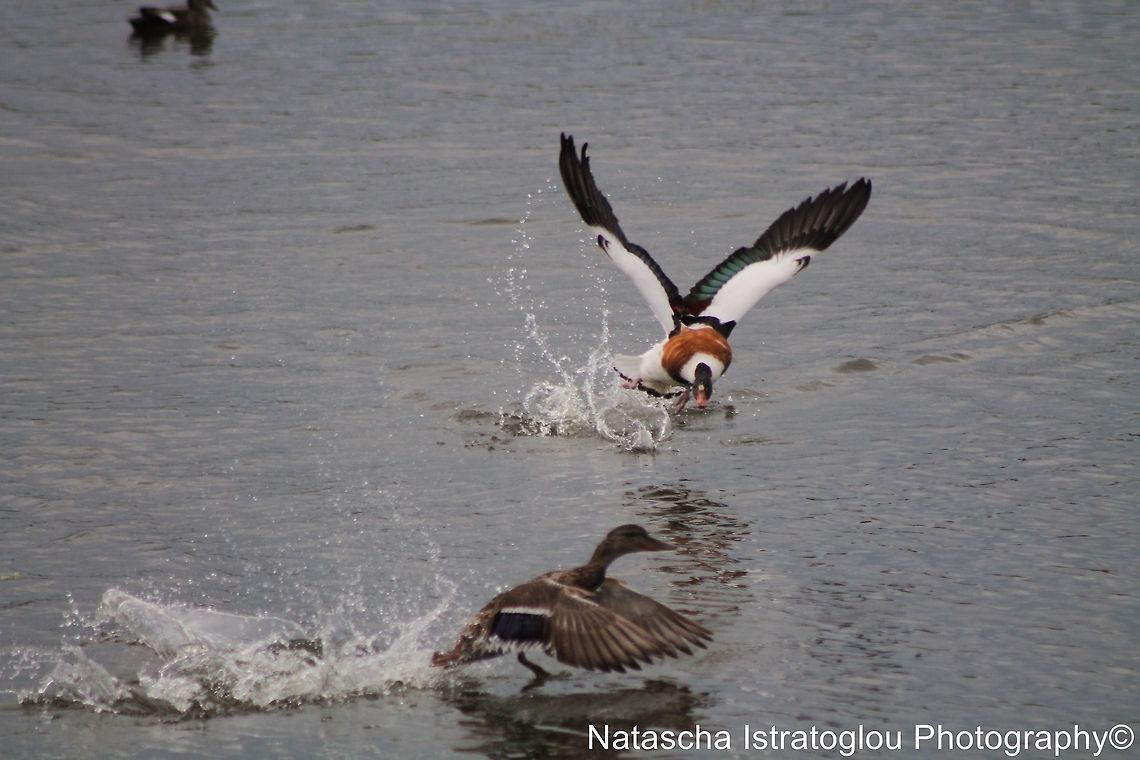 Shelduck Hauxley Nature Reserve,<br />
Northumberand,<br />
21/06/2014 Common Shelduck,Shelduck,Tadorna tadorna