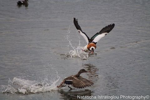 Shelduck Hauxley Nature Reserve,
Northumberand,
21/06/2014 Common Shelduck,Shelduck,Tadorna tadorna