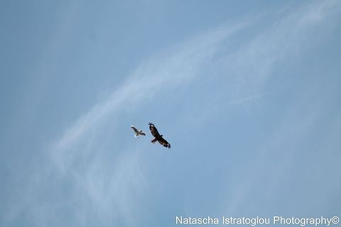 Buzzard and Black-headed gull Mickle Mere Nature Reserve,
Suffolk,
02/07/2014 Black-headed Gull,Buzzard