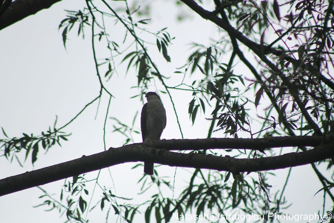 Sparrowhawk Haslam Park,<br />
Preston,<br />
29/05/2014 Sparrowhawk