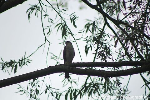 Sparrowhawk Haslam Park,
Preston,
29/05/2014 Sparrowhawk
