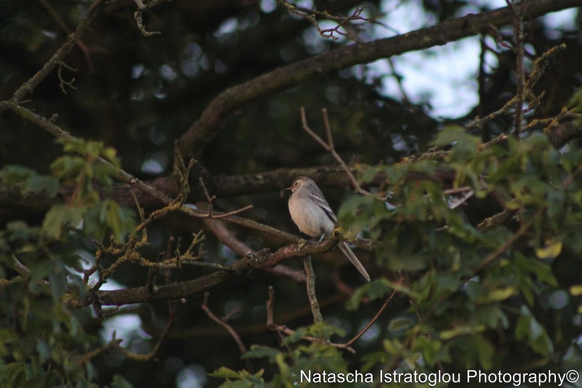 Long-tailed Tit Haverhill,<br />
Suffolk,<br />
30/05/2014 Long-tailed Tit