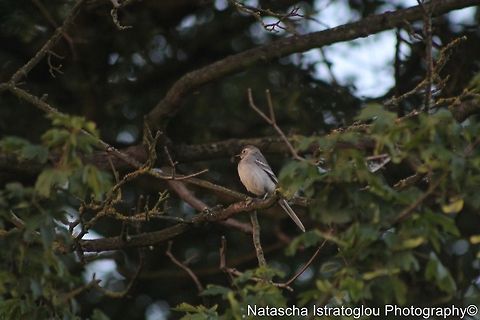 Long-tailed Tit Haverhill,
Suffolk,
30/05/2014 Long-tailed Tit