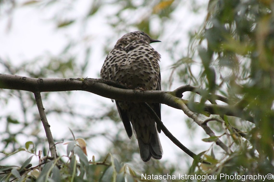 Song Thrush Haslam Park,<br />
Preston,<br />
29/05/2014 Song Thrush