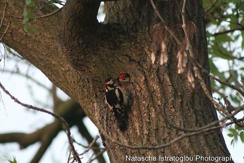 Great Spotted Woodpecker Male tempting one of the many chicks out of the nest Haslam Park,
Preston,
27/05/2014 Dendrocopos major,Great Spotted Woodpecker