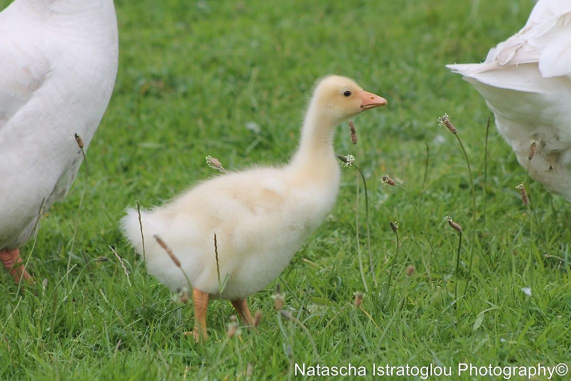 Gosling Chick The River Cam,<br />
Cambridge,<br />
31/05/2014 Gosling
